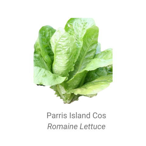Lettuce-Parris Island Cos