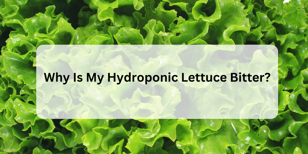 Why does my hydroponic lettuce taste bitter. Here is why