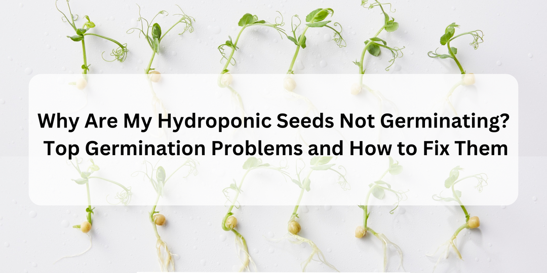 Why Are My Hydroponic Seeds Not Germinating? Top Germination Problems and How to Fix Them