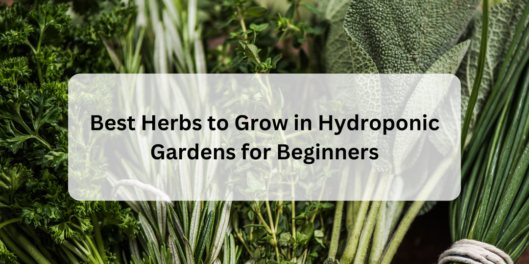Best Herbs to Grow in Hydroponic Gardens for Beginners
