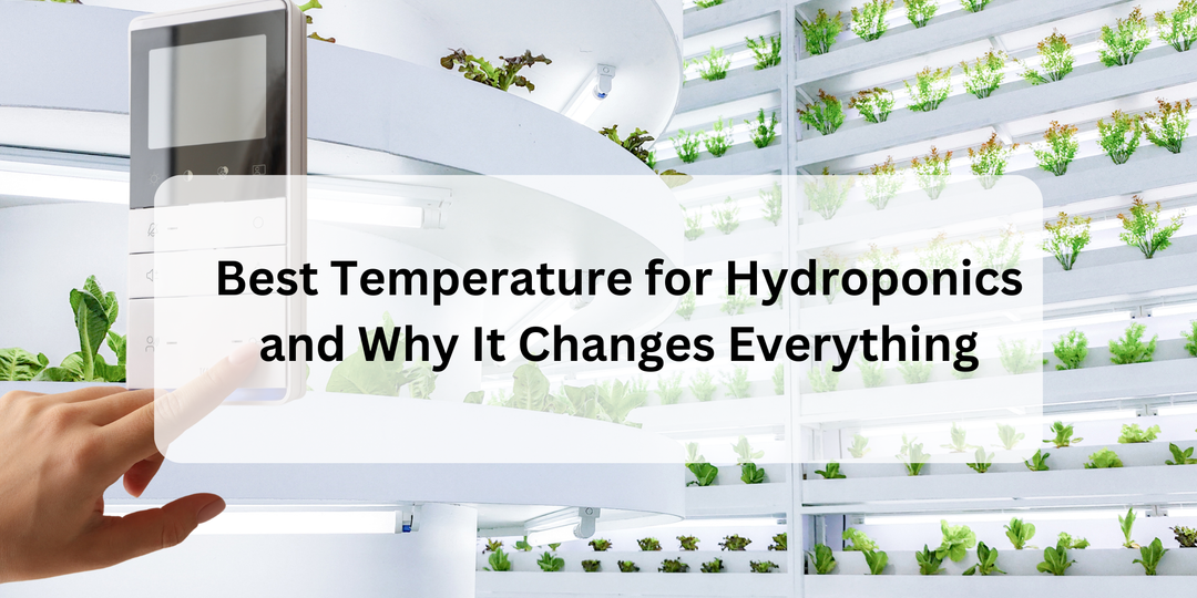 Best Temperature for Hydroponics and Why It Changes Everything