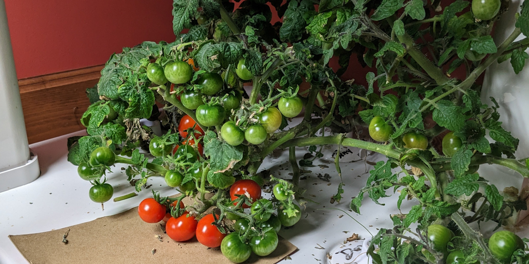 How to Grow Tomatoes Hydroponically Indoors: Little Effort, Big Garden Method