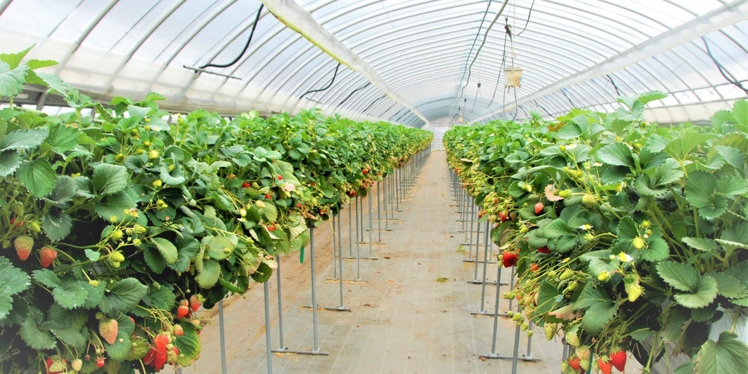 How to Grow Strawberries Hydroponically  Easily