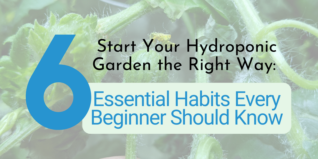 Start Your Hydroponic Garden the Right Way: 6 Essential Habits Every Beginner Should Know