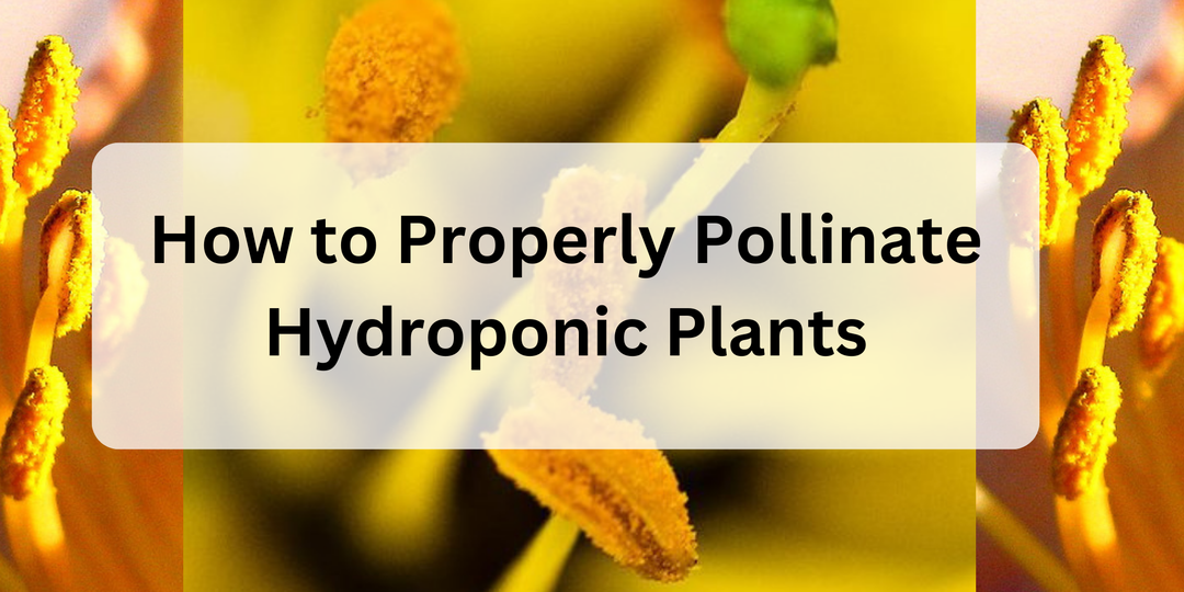 How to Properly Pollinate Hydroponic Plants: A Detailed Guide for Optimal Growth