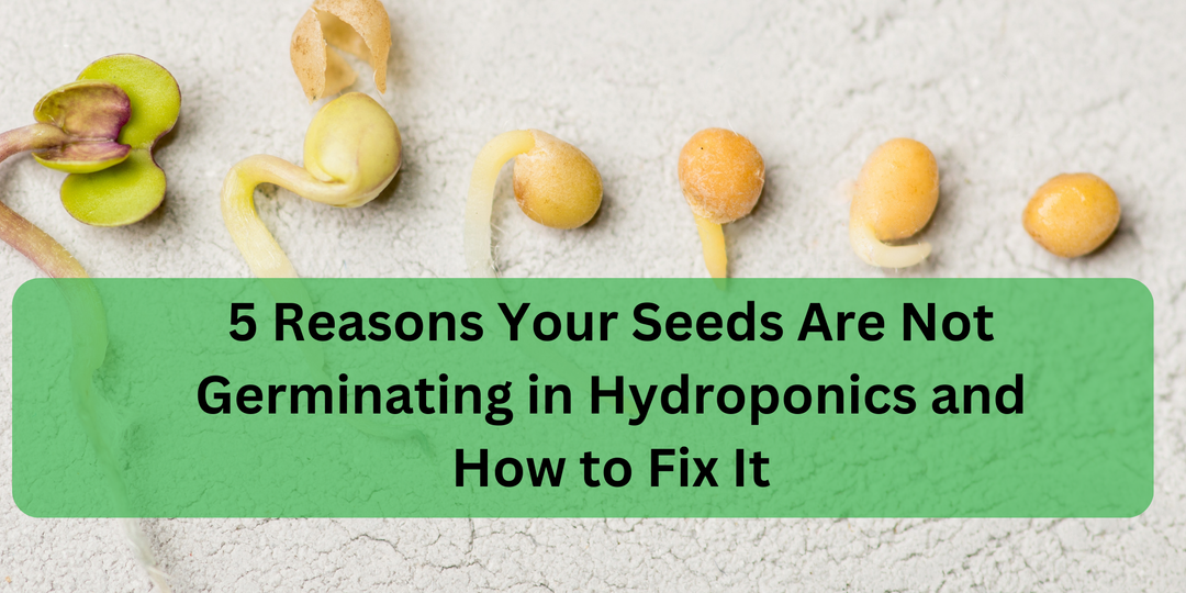 5 Reasons Your Seeds Are Not Germinating in Hydroponics and How to Fix It