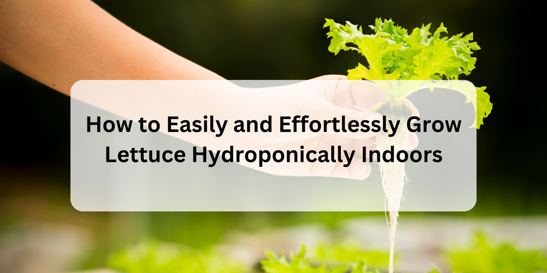 How to Easily and Effortlessly Grow Lettuce Hydroponically Indoors