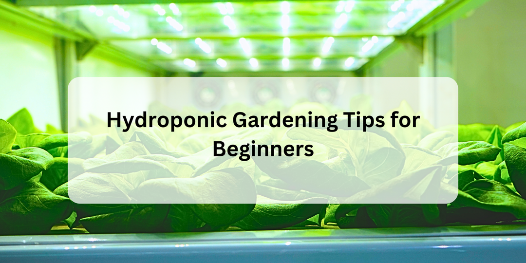 Hydroponic Gardening Tips for Beginners