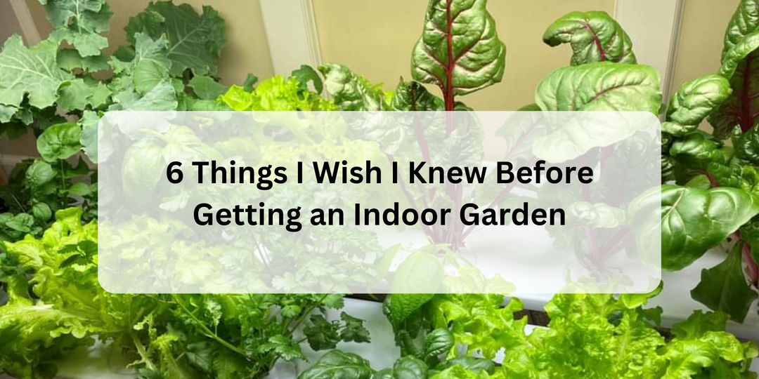 6 Things I Wish I Knew Before Getting an Indoor Garden