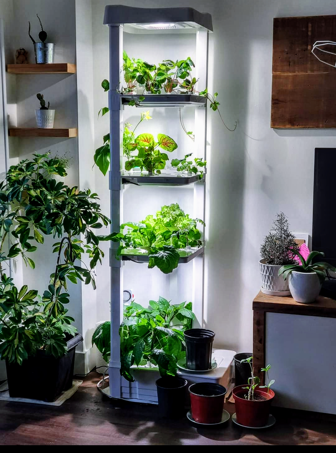 What is Hydroponic Gardening and How Does it Work?