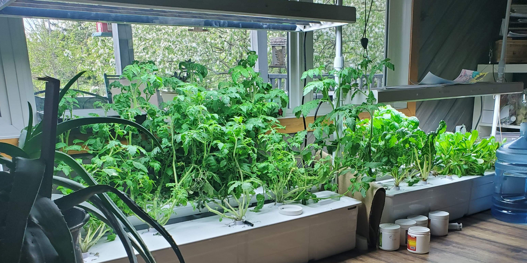 5 Easy Steps to Grow a Thriving Hydroponic Garden for Beginners