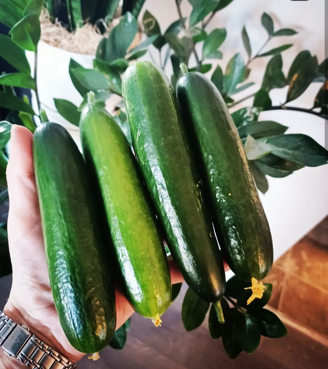 Four freshly harvested Muncher cucumbers grown hydroponically indoors