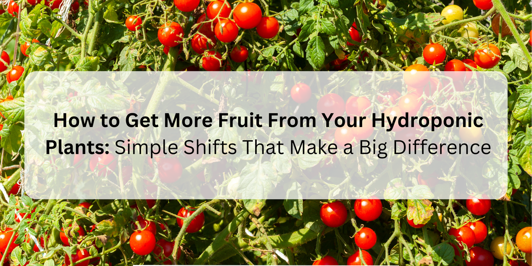 How to Get More Fruit From Your Hydroponic Plants: Simple Shifts That Make a Big Difference - Hope Innovations