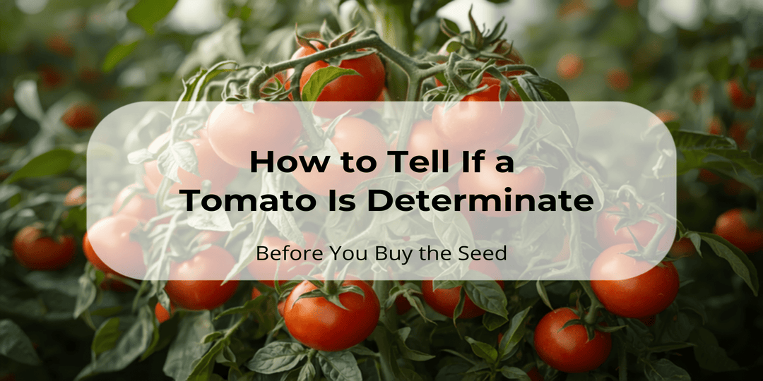 How to Tell If a Tomato Is Determinate Before You Buy the Seed - Hope Innovations