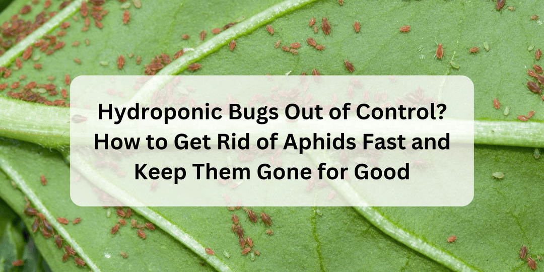 Hydroponic Bugs Out of Control? How to Get Rid of Aphids Fast and Keep Them Gone for Good - Hope Innovations