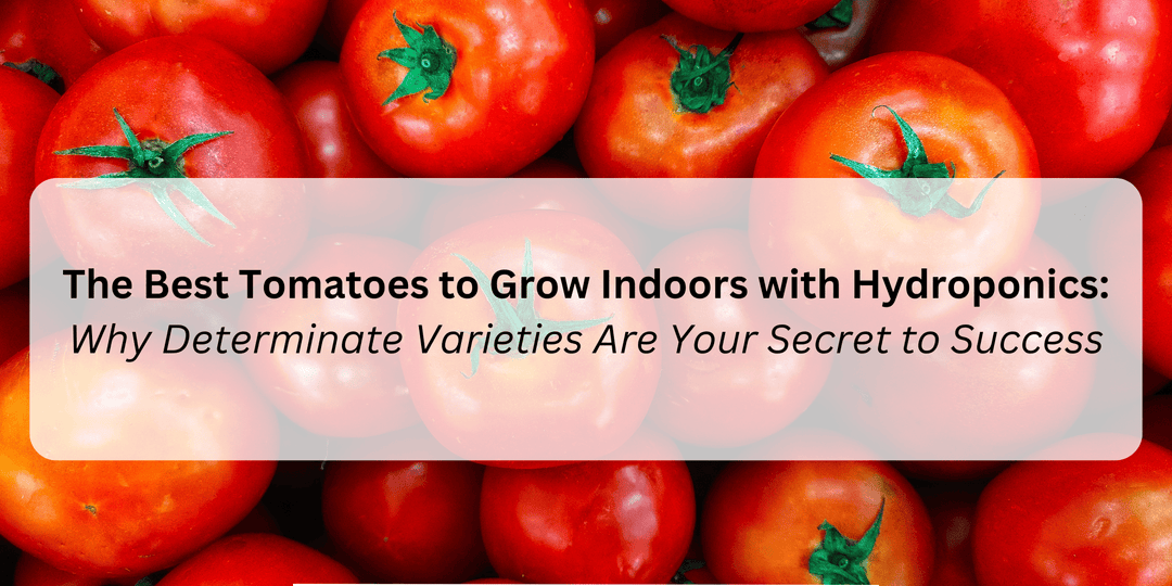 The Best Tomatoes to Grow Indoors with Hydroponics: Why Determinate Varieties Are Your Secret to Success - Hope Innovations