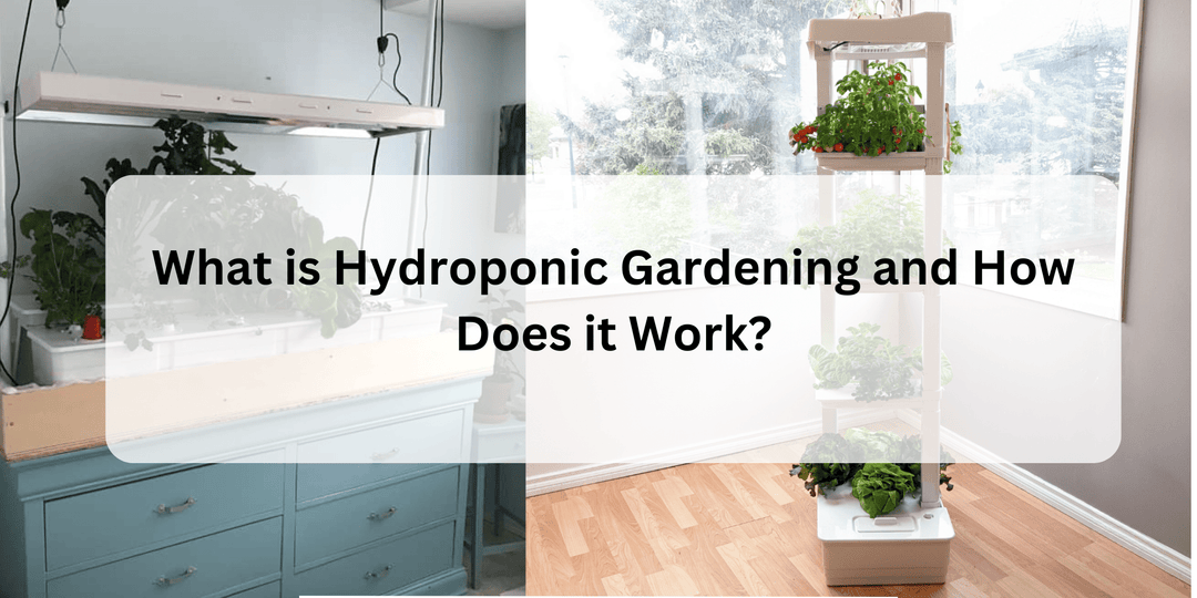 What is Hydroponic Gardening and How Does it Work? - Hope Innovations