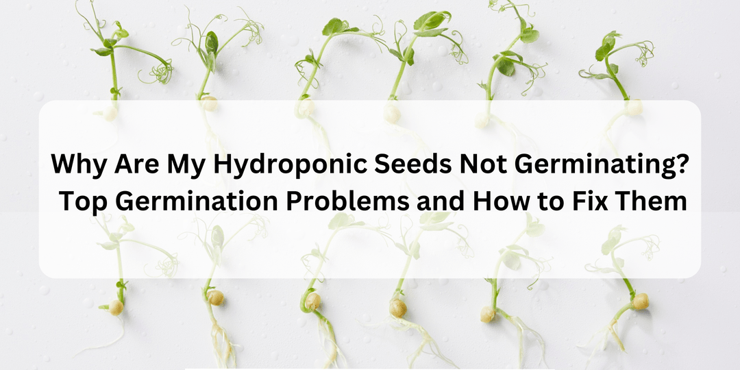 Why Are My Hydroponic Seeds Not Germinating? Top Germination Problems and How to Fix Them - Hope Innovations