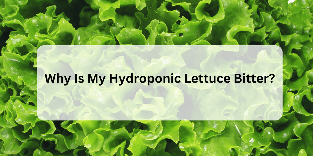Why Is My Hydroponic Lettuce Bitter? - Hope Innovations