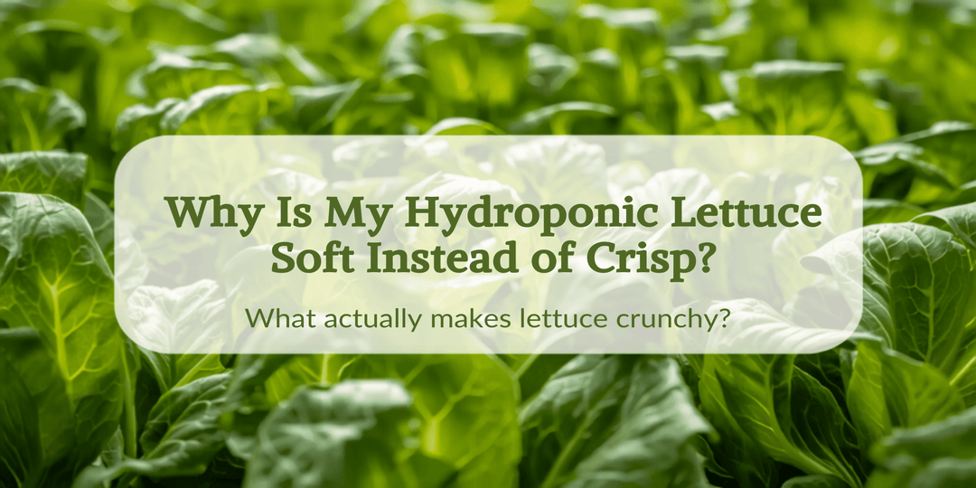 Why Is My Hydroponic Lettuce Soft Instead of Crisp? - Hope Innovations