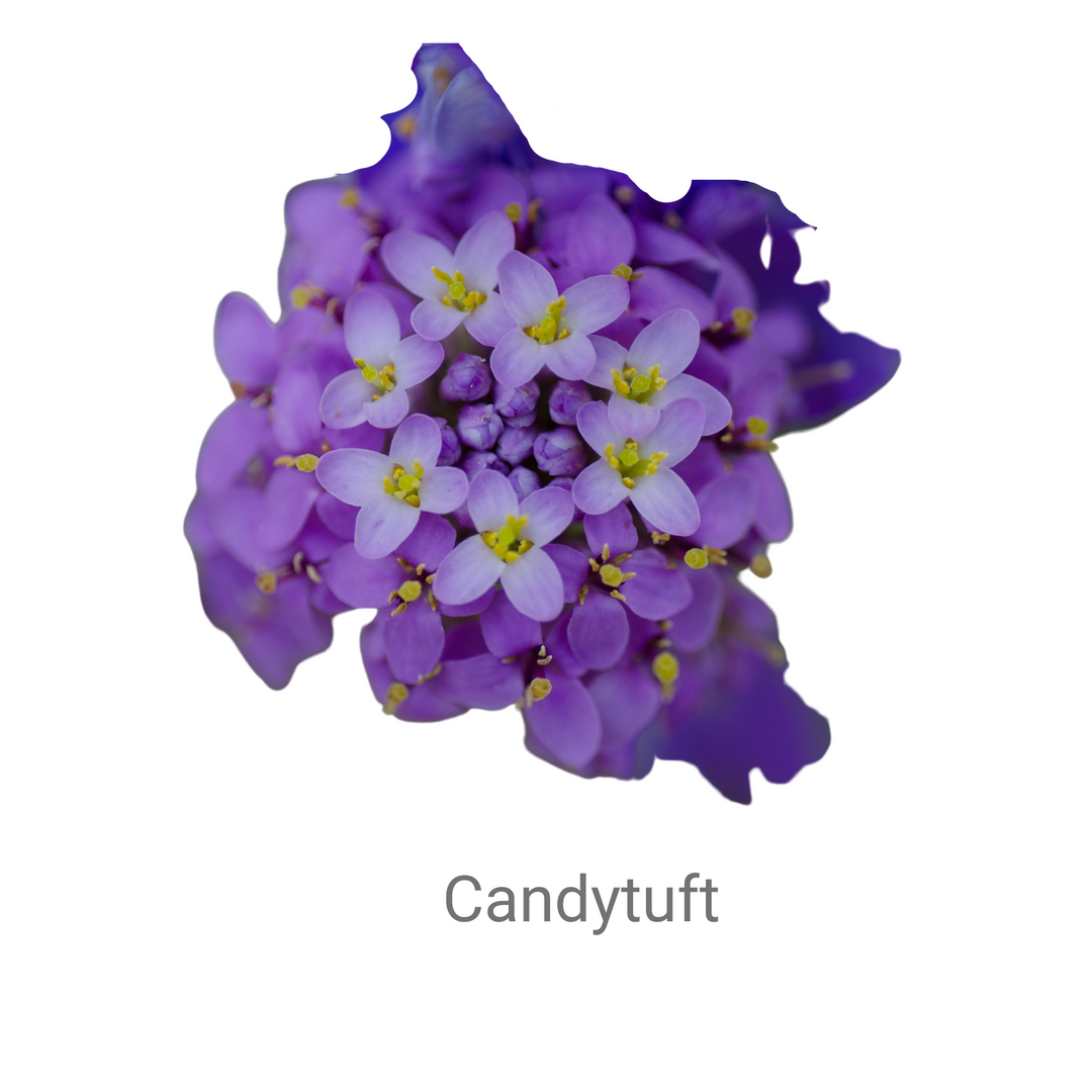 CANDY TUFT seeds