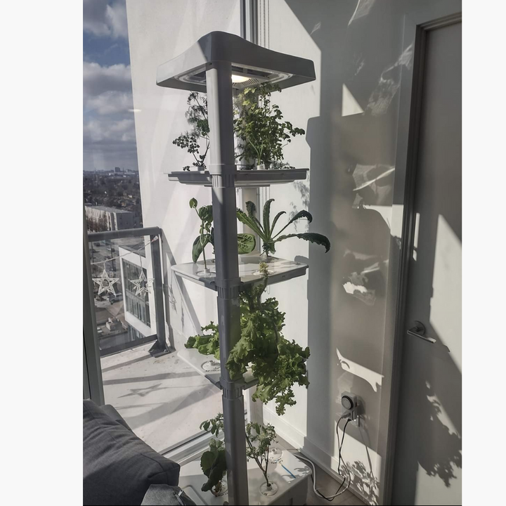 The Basic Eden Tower hydroponic indoor garden is showing in a condo in the middle of the city in winter. 