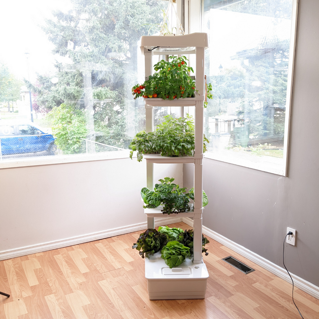 Hydroponic Learning HUB