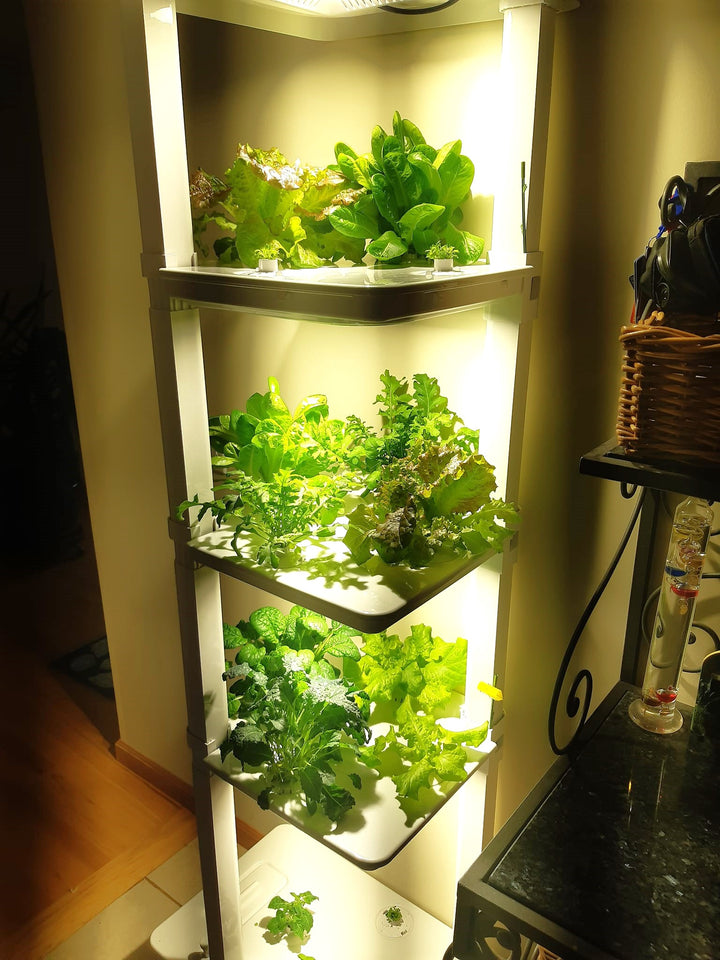 Eden Tower vertical hydroponic indoor garden By Hope Innovations being shown off in a condo growing a variety of lettuce, kale, arugula and herbs