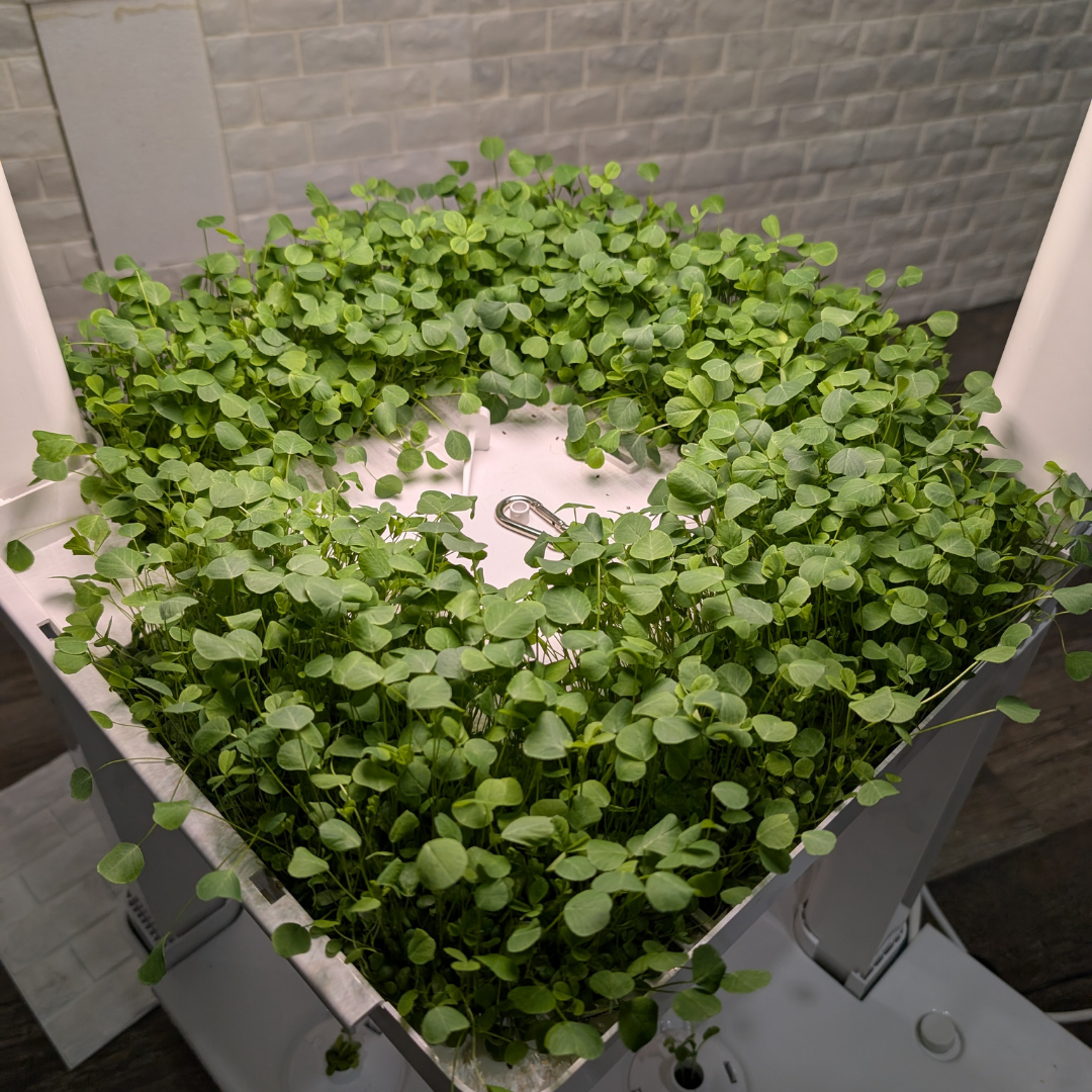 The eden tower growing microgreens in a hydroponic layer system