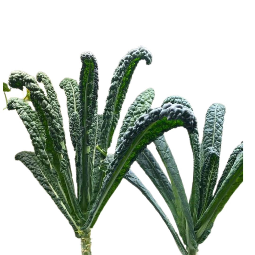 KALE -LACINATO