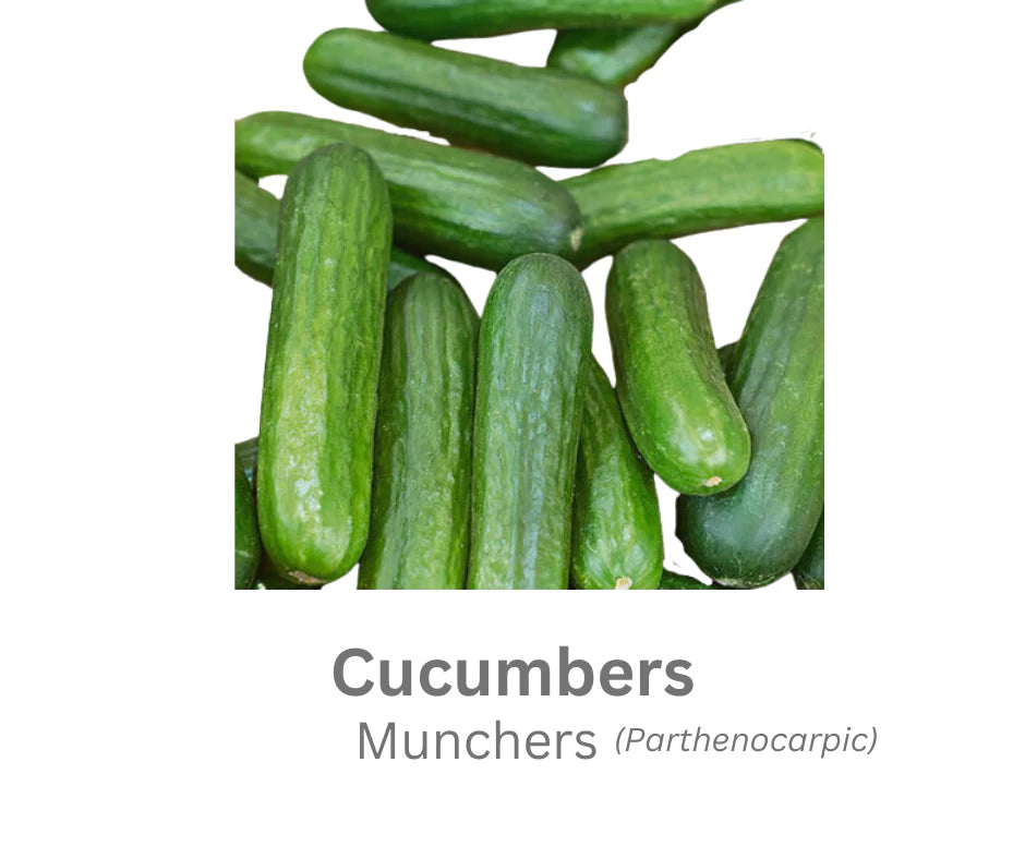 CUCUMBERS - MUNCHERS