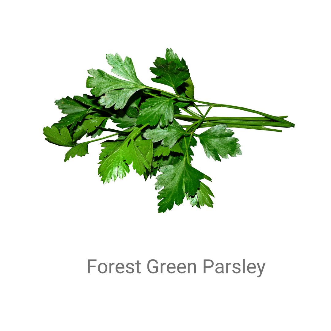 PARSLEY- FOREST GREEN