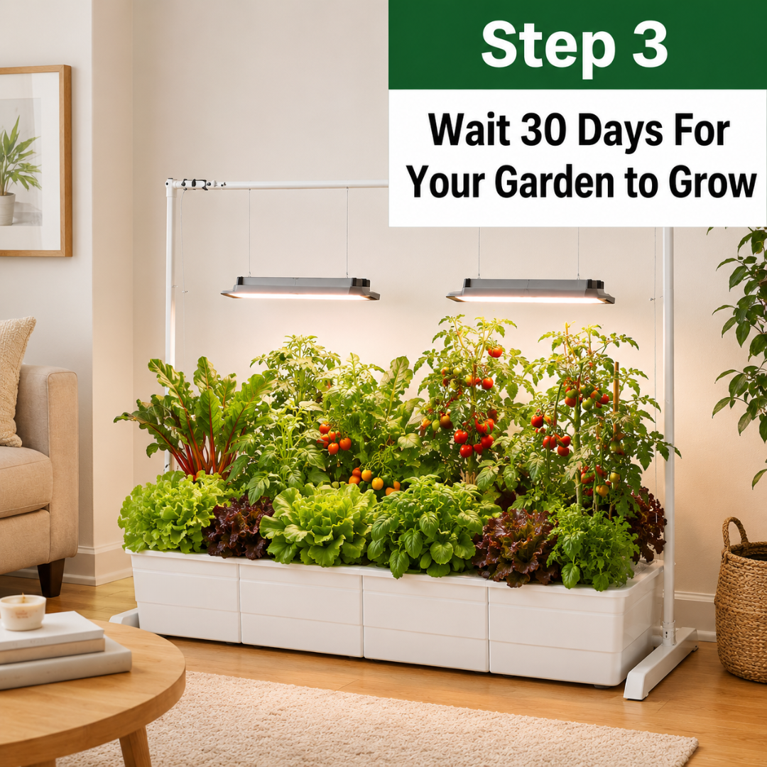 step 3 ready to harvest in 30 days. Indoor garden with plants growing under lights in a living room setting.