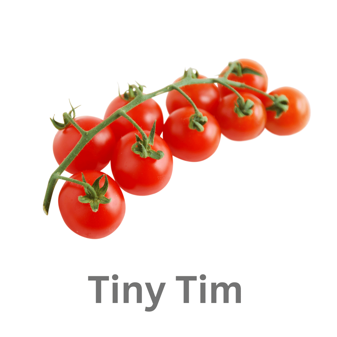 TOMATO- TINY TIMS