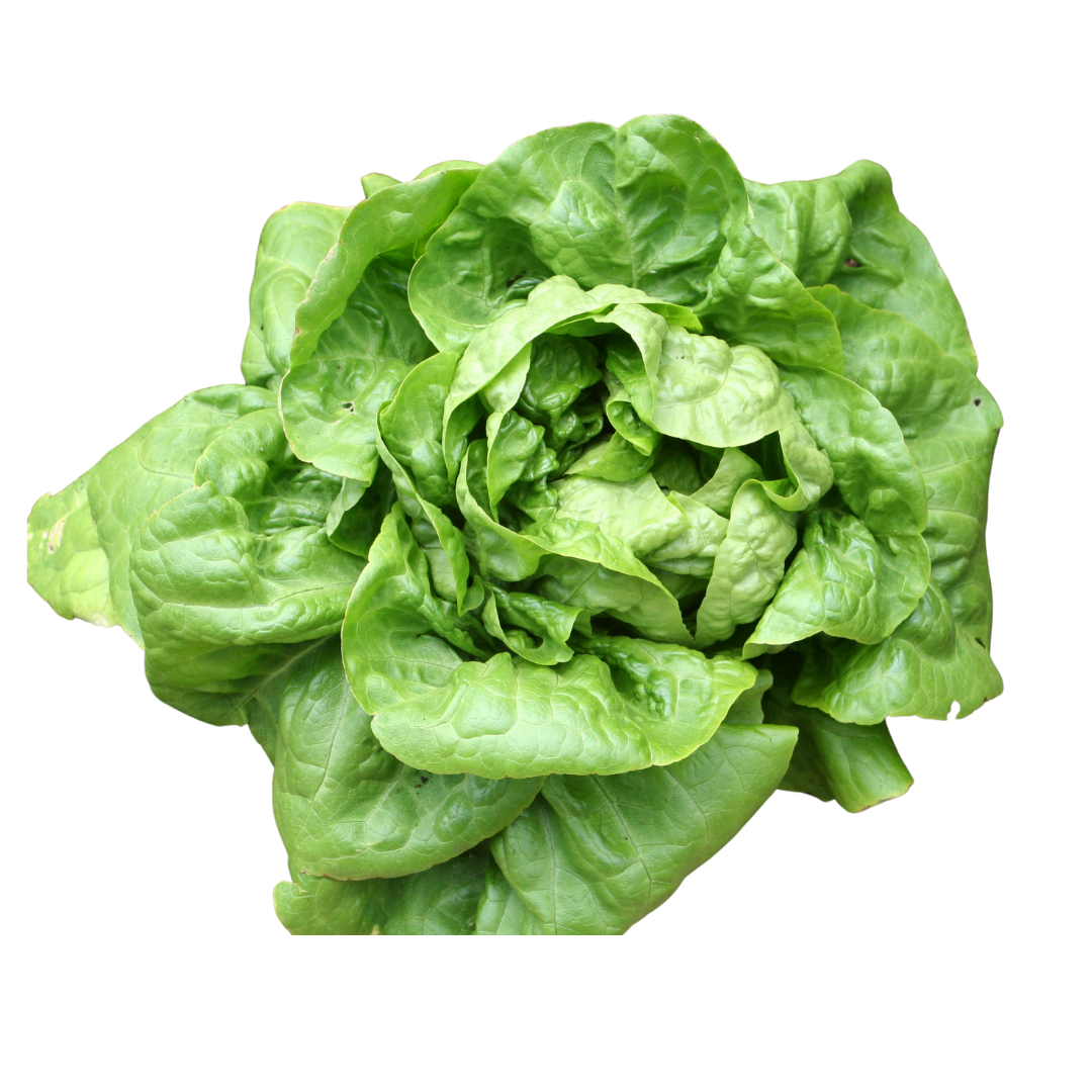 LETTUCE-BUTTERCRUNCH