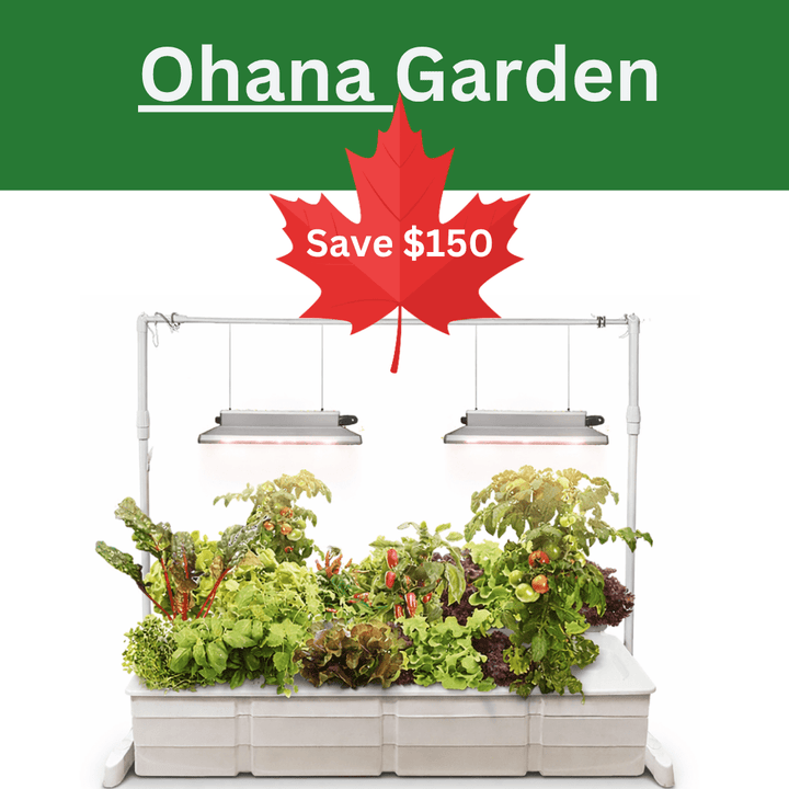 Eden Ohana - Hope Innovations