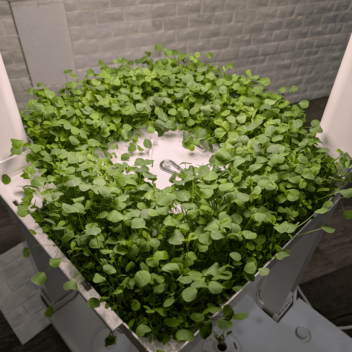 Eden Tower Reusable Microgreen Kit - Hope Innovations