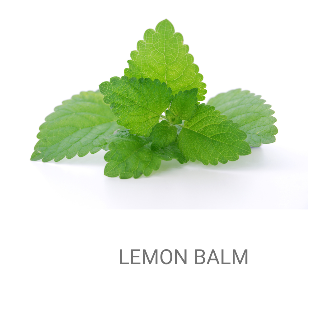 Lemon Balm Seeds