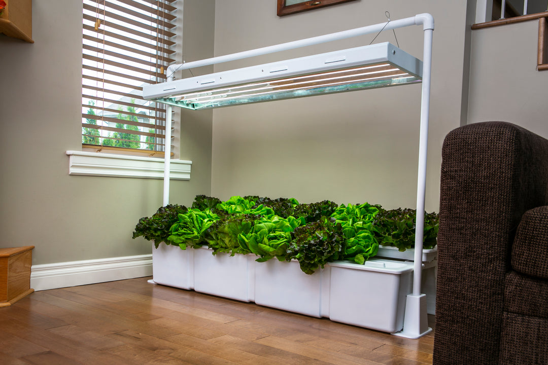 Eden Garden by Hope Innovation in a living room growing a lush garden of a variety of leafy greens and lettuce